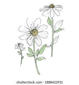 Daisy chamomile flowers hand drawn set on white background isolated.