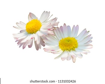 1,137 Marguerite as sun symbol Images, Stock Photos & Vectors ...