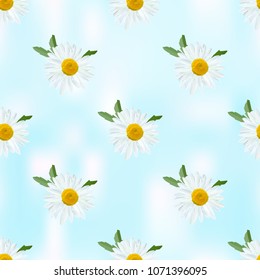 Daisy. Chamomile flowers with leaves on abstract light blue background, vector floral texture.