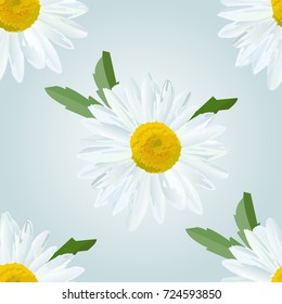 Daisy. Chamomile flowers with leaves, vector floral texture.