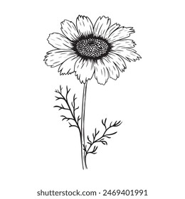 Daisy or chamomile flowers sketch. 