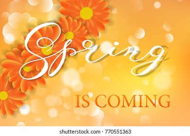 Daisy chamomile gerber flowers on orange sunny summer background vector illustration