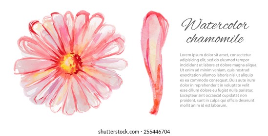 Daisy and chamomile petal isolated on a white background