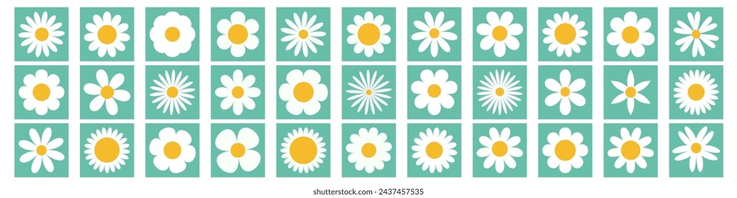 Daisy chamomile super big set. White camomile square icon. Growing concept. Cute round flower plant collection. Love card. 33 sign symbol shape. Flat design. Isolated. Green background. Vector