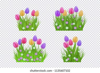 Daisy, chamomile and tulip flowers on green meadow grass icon set on transparent background. Spring summer objects for retail, sale poster and advertising design. Vector illustration