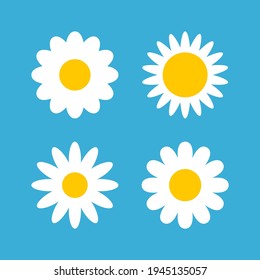 Daisy chamomile vector flower shape illustration icon. Camomile flower cartoon design