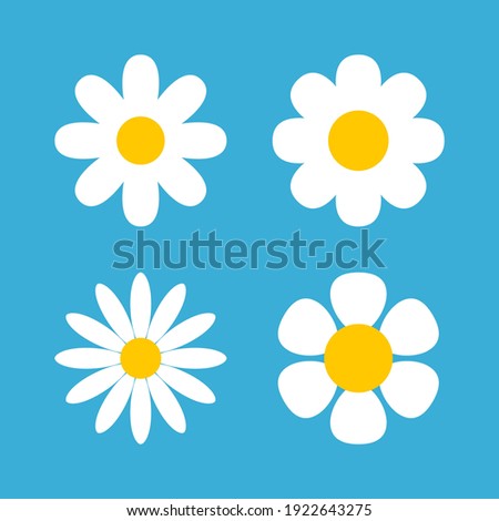 Daisy chamomile vector flower shape illustration icon. Camomile flower cartoon design