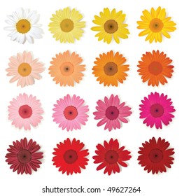 Daisy collection