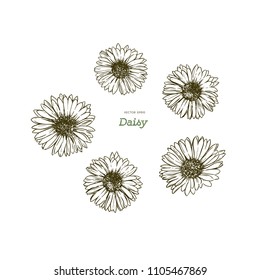 Daisy ,common daisy . Hand draw sketch vector. illustration vector.