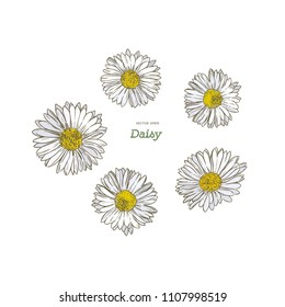 Daisy ,common daisy . Hand draw sketch vector. illustration vector.