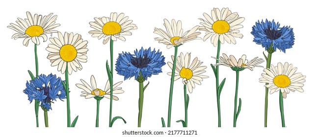 flores de margarita y de cornflores, vectores dibujando plantas silvestres aisladas de fondo blanco , ilustración botánica dibujada a mano