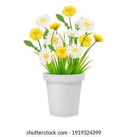 Daisy und Löwenzahn blühen in Blumenkästen, Frühlingsblumen. Realistische Vektorgrafik