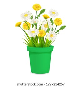 Daisy and dandelions blossom in green flowerpot, spring flowers. Realistic vector illustration