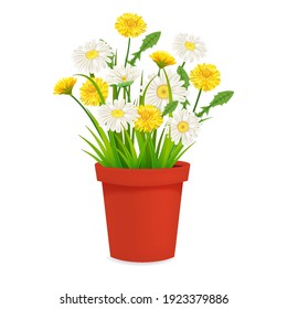 Daisy and dandelions blossom in red flowerpot, spring flowers. Realistic vector illustration