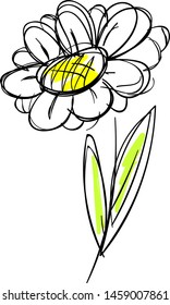 Daisy drawing, illustration, vector on white background.
