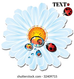 Daisy con gotas de agua y pájaro