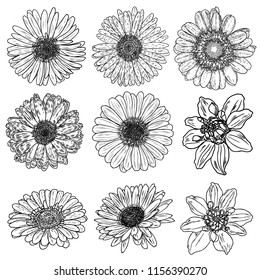 Collection Daisy Flower Ink Style Vector Stock Vector (Royalty Free ...