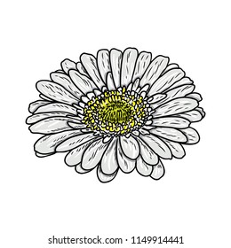 Daisy floral botany sketch. Daisy flower drawing. Color line art isolated on white backgrounds. Hand drawn botanical illustrations. Vector.