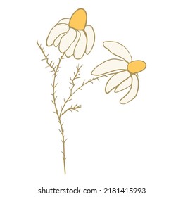 Daisy floral doodle design element isolated on white background. Funny cute decoration.