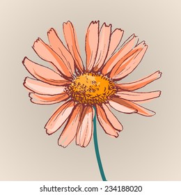 daisy flower