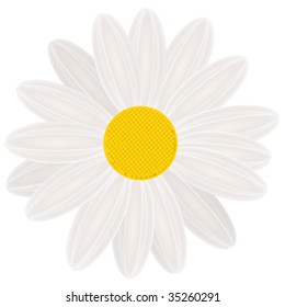 daisy, flower