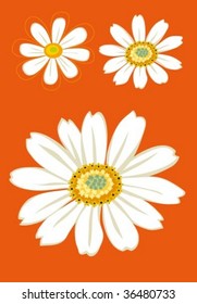 daisy flower