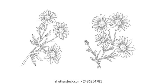 Daisy flower arrangement line art on white background. Silhouette botanical hand drawn element for wedding, invitation frame design, vector illustration