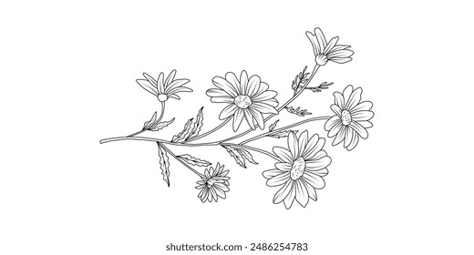 Daisy flower arrangement line art on white background. Silhouette botanical hand drawn element for wedding, invitation frame design, vector illustration