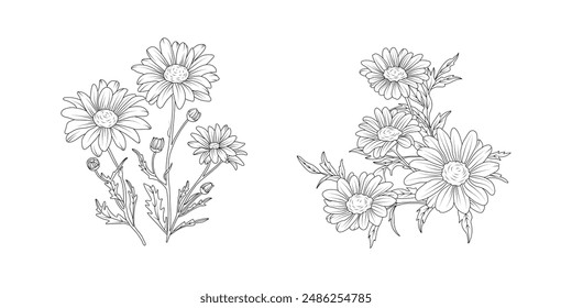 Daisy flor arreglo arte de línea sobre fondo blanco. Elemento botánico dibujado a mano de la silueta para la boda, diseño del marco de la invitación, Ilustración vectorial