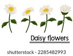 Daisy flower background.Eps 10 vector.