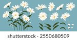 Daisy flower background.Eps 10 vector.