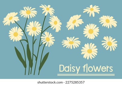 Daisy flower background.Eps 10 vector.