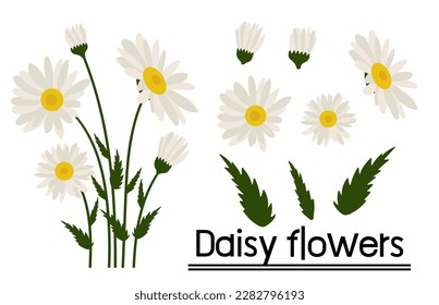 Daisy flower background.Eps 10 vector.