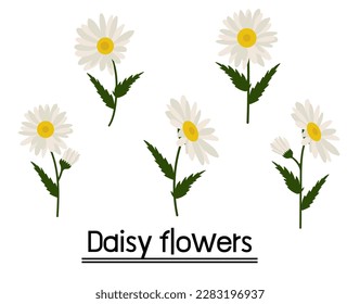 Daisy flower background.Eps 10 vector.