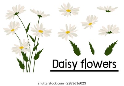 Daisy flower background.Eps 10 vector.