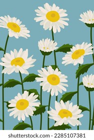 Daisy flower background.Eps 10 vector.