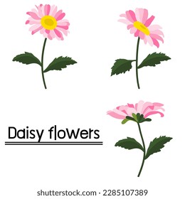 Daisy flower background.Eps 10 vector.