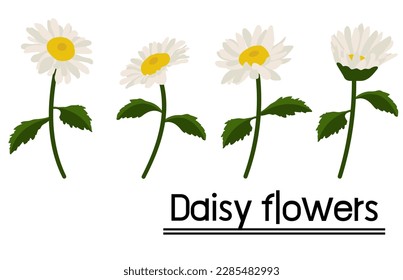 Daisy flower background.Eps 10 vector.