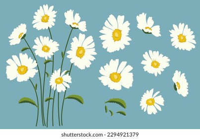 Daisy flower background.Eps 10 vector.