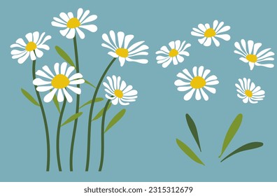 Daisy flower background.Eps 10 vector.