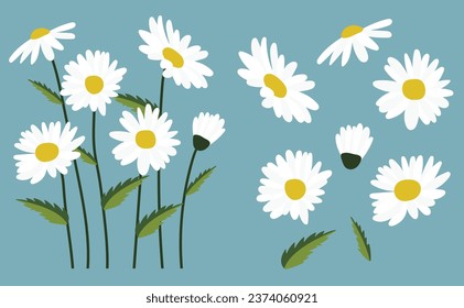 Daisy flower background.Eps 10 vector.