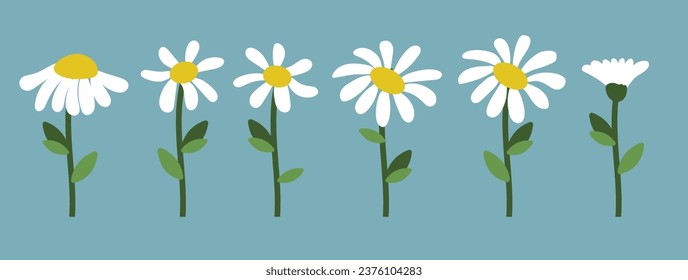 Daisy flower background.Eps 10 vector.