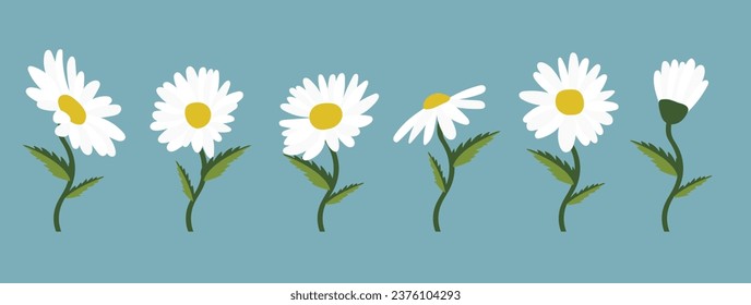 Daisy flower background.Eps 10 vector.