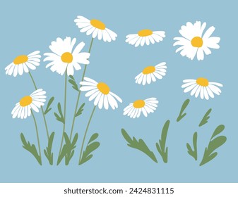 Daisy flower background.Eps 10 vector.