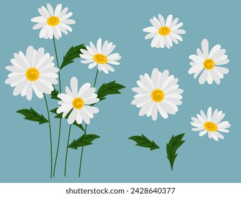 Daisy flower background.Eps 10 vector.