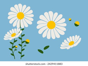 Daisy flower background.Eps 10 vector.