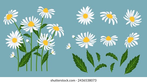 Daisy flower background.Eps 10 vector.