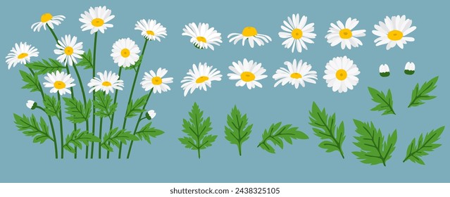 Daisy flower background.Eps 10 vector.