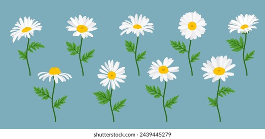 Daisy flower background.Eps 10 vector.