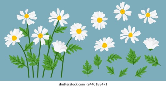 Daisy flower background.Eps 10 vector.